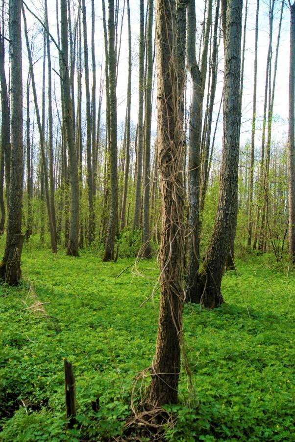 Losiowate Gospodarstwo Agroturystyczne Rybaki (Monki) Exterior foto