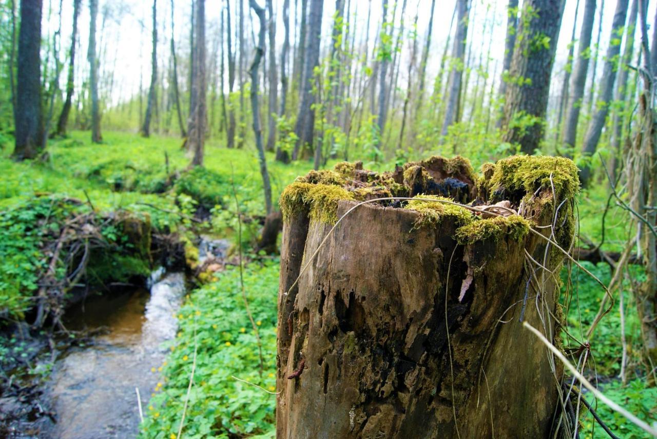 Losiowate Gospodarstwo Agroturystyczne Rybaki (Monki) Exterior foto