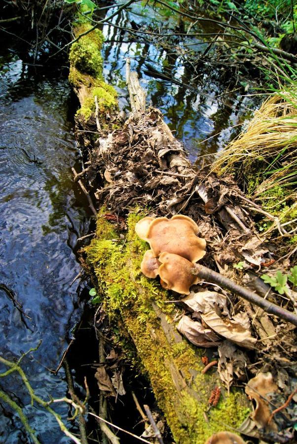 Losiowate Gospodarstwo Agroturystyczne Rybaki (Monki) Exterior foto